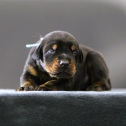 Ramsay  -5350 - Black and rust male Doberman Pinscher puppy in Rockwall, Texas from Elitehaus