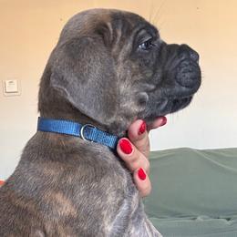 Blue - Gray brindle female Cane Corso puppy in Compton, California from Urban League Cane Corso