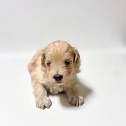 Milo - Cream male Maltipoo puppy in Bells, Texas from Partridge Doodles and Poodles