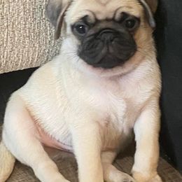 French Bulldogs and Pugs from House of Pugs and French BullDogs