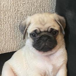 French Bulldogs and Pugs from House of Pugs and French BullDogs