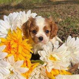 Blenheim Boy - Blenheim male Cavalier King Charles Spaniel puppy in Raymondville, Missouri from Puppy PlayPen