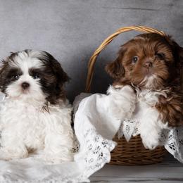 Shih Tzu Puppies from Shih Tzu snuggles