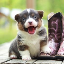 Pembroke Welsh Corgi Puppies from T4 Farms