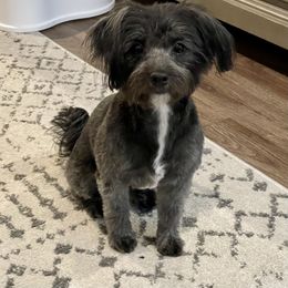 Posie - Havanese
