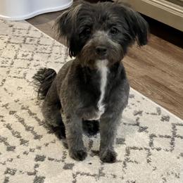Posie - Havanese