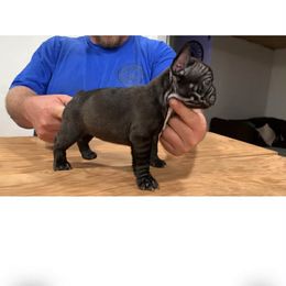 Remi - Brindle female French Bulldog puppy in Asheville, North Carolina from MTO KENNELS