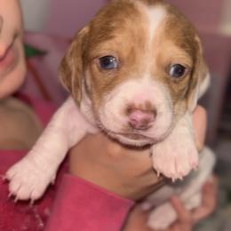 Red Piebald Male 3 - Piebald male Dachshund puppy in Blackstone, Virginia from Cheyenne's Dachshunds