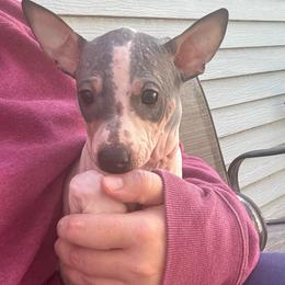 King - Black tan and white male American Hairless Terrier puppy in Bates City, Missouri from Bare Wonder
