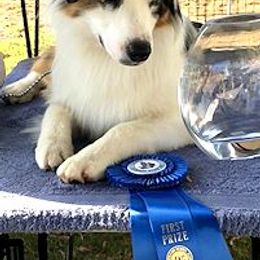 Australian Shepherds and Miniature American Shepherds from Wyndstar Australian Shepherds