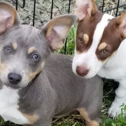 Poodles and Teddy Roosevelt Terriers from Shimmering Kennels