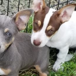 Poodles and Teddy Roosevelt Terriers from Shimmering Kennels