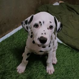 Hurricane or Cane.  Medium Blue collar - White and black male Dalmatian puppy in Decatur, Alabama from Hollytree Dalmatians