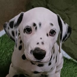 Hurricane or Cane.  Medium Blue collar - White and black male Dalmatian puppy in Decatur, Alabama from Hollytree Dalmatians