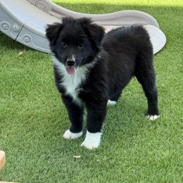 Black girl - Black & white female Australian Shepherd puppy in Buckeye, Arizona from Wranglin Farms