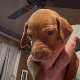 Juno - Golden rust female Vizsla puppy in Plymouth, Minnesota from Carlson Vizslas