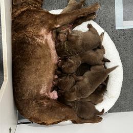 Turquoise - Brown female Chesapeake Bay Retriever puppy in Pisgah Forest, North Carolina from Whiskey Creek Chesapeakes