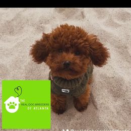 Teddy - Poodle