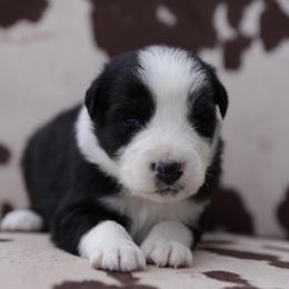 BINX - Black tri-color male Australian Shepherd puppy in Star City, Arkansas from Blush & Lace Aussie Co.