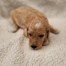Poodle Puppies from Karla Skow