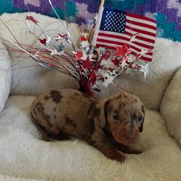 Jacob - Dapple male Dachshund puppy in Perris, California from Doxie_pupps
