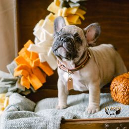 Brody - Fawn and white French Bulldog puppy in High Springs, Florida from PDR Frenchies