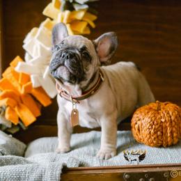 Brody - Fawn and white French Bulldog puppy in High Springs, Florida from PDR Frenchies