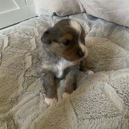 Girl 2 - Blue merle female Toy Australian Shepherd puppy in Modesto, California from West Coast Toy Aussies