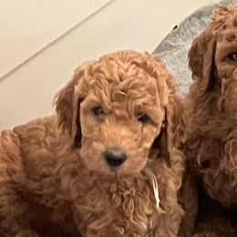 Goldendoodles from Goldendoodles Of Naples