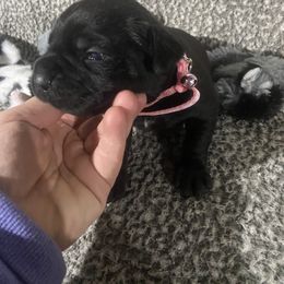 Girl 2 - Cane Corso puppy from West By God Virginia Cane Corso