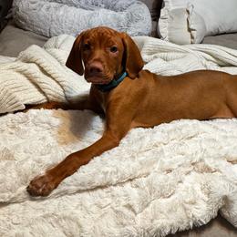 Girl 2 - Golden rust female Vizsla puppy in Lake City, Florida from Countryside Vizsla's