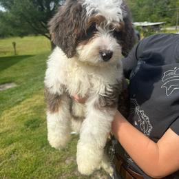 Jasper - Blue merle male Bernedoodle puppy in Ashland, Kentucky from Still Waters Farm