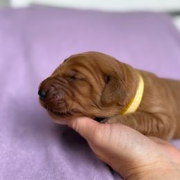 Starry - Dark golden female Golden Retriever puppy in Maysville, North Carolina from Gold Rush Retrievers