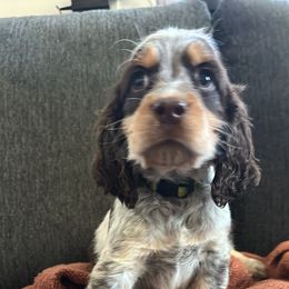 Girl 2 - English Springer Spaniel puppy in Wayland, New York from Hatfield Nation Springer Spaniel