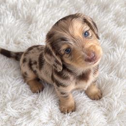 Dapple boy - Chocolate and cream male Dachshund puppy in Wahiawa, Hawaii from Versatile Ohana