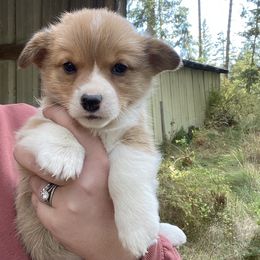 Lainey Wilson - Sable female Pembroke Welsh Corgi puppy in Bonners Ferry, Idaho from Idaho Lane Doodles