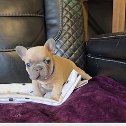 Blue collar - Fawn male French Bulldog puppy in North Branch, Minnesota from Halverson Bulldogges