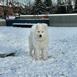 Samoyed Puppies from Hill Country Samoyeds