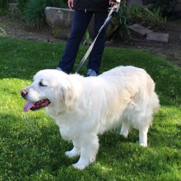 Peaches - Golden Retriever