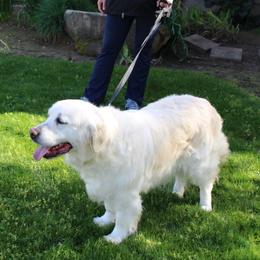 Peaches - Golden Retriever