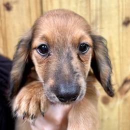 Teddy - Cream male Dachshund puppy in Mountain Home, Arkansas from The Teacup Homestead Miniature Dachshunds
