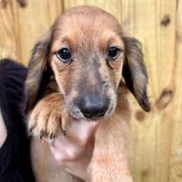 Teddy - Cream male Dachshund puppy in Mountain Home, Arkansas from The Teacup Homestead Miniature Dachshunds