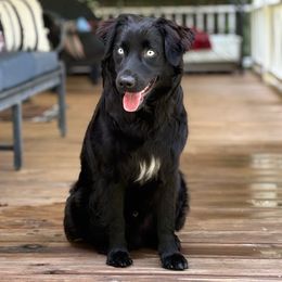 Ace - Australian Shepherd
