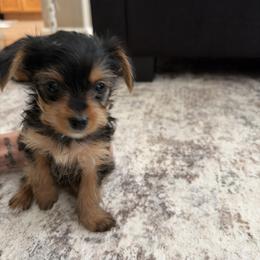 Yorkshire Terrier Puppies from Barter Town Yorkies