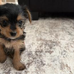 Yorkshire Terrier Puppies from Barter Town Yorkies