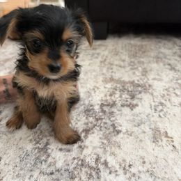Yorkshire Terrier Puppies from Barter Town Yorkies