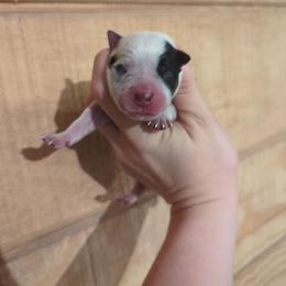 Boy 4 - Blue speckled male Australian Cattle Dog puppy in Tulsa, Arkansas from Red Desert Australian Cattle Dogs