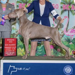 Weimaraners from Silberkinder Weims
