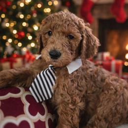 Sir Topaz Ember Red King - Red  male Poodle puppy in Woodbridge, Virginia from Rosa Red Standard Poodles