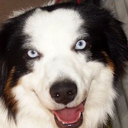 Miniature American Shepherd All Grown Up from Treasures Miniature American Shepherds